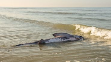 L Autopsie Du Requin Pelerin Echoue A La Panne Est Une Occasion