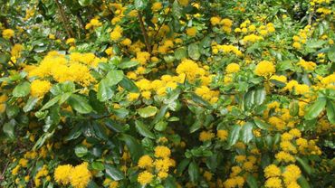 Originaire D Amerique Du Sud Je Peux Culminer A 5 Metres De Haut Et Mes Fleurs Degagent Un Parfum Suave Qui Suis Je Originaire D Amerique Du Sud Je Peux Culminer A 5 Metres De Haut Et Mes Fleurs Degagent Un Parfum Suave Qui Suis Je