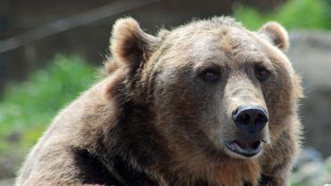 Usa Un Homme En Vtt Tue Par Un Ours Grizzli Dans Le Montana