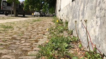 Get Wallpaper Nos Trottoirs Envahis Par Les Mauvaises Herbes Qui Doit Desherber For Android Free