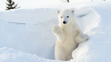 Un Ours Polaire Filme Les Premiers Pas De Son Ourson