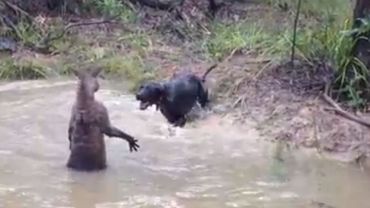 Un Kangourou Essaie De Noyer Un Chien Au Cours D Un Match De Boxe Muscle