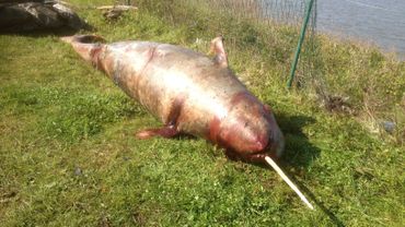 Une Triste Premiere En Belgique Un Narval Echoue Decouvert Dans L Escaut