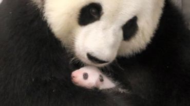 Bebe Panda Dans Les Bras De Maman Et Une Nouvelle Naissance