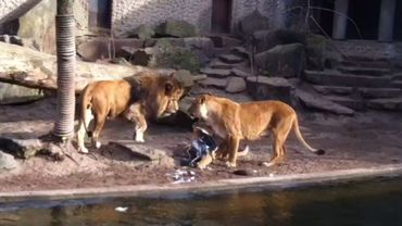 Killing Animals At The Zoo The New Yorker