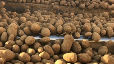 Pommes de terre : l\