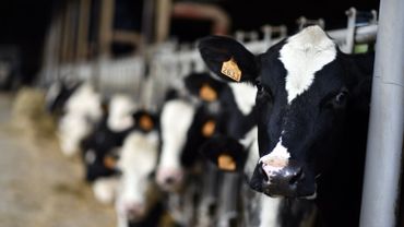Les Belges apprécient leur agriculture, mais l'estiment menacée Les Belges apprécient leur agriculture, mais l'estiment menacée