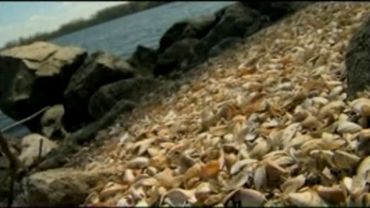 Des moules zébrées qui empoisonnent la vie des résidents du lac du Wisconsin