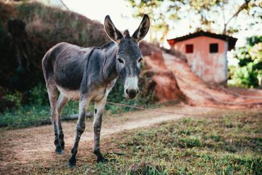Actuellement, les animaux sont considérés comme des objets ou des marchandises Actuellement, les animaux sont considérés comme des objets ou des marchandises