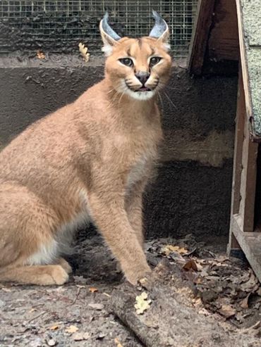 L'Arche est un des seuls refuges pour animaux exotiques de Belgique L'Arche est un des seuls refuges pour animaux exotiques de Belgique