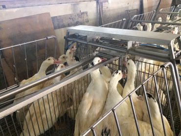 Les fermiers producteurs de foie gras inquiets Les fermiers producteurs de foie gras inquiets