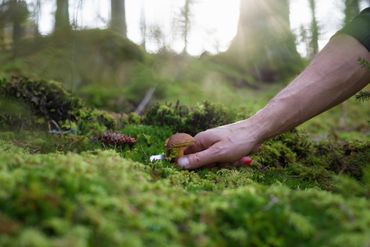 Les applications de reconnaissance de champignons : efficaces ou dangereuses ? Les applications de reconnaissance de champignons : efficaces ou dangereuses ?