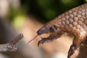 Notre pangolin n'a pas de dents, mais une langue qui peut mesurer 40 centimètres de long. Notre pangolin n'a pas de dents, mais une langue qui peut mesurer 40 centimètres de long.