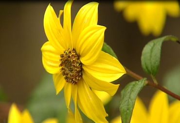 Helianthus microcephalus, vivace d’Amérique du Nord, cousine du topinambour Helianthus microcephalus, vivace d’Amérique du Nord, cousine du topinambour