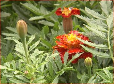 Des tagètes sont plantées parmi les rosiers pour lutter contre les nématodes dans le sol Des tagètes sont plantées parmi les rosiers pour lutter contre les nématodes dans le sol