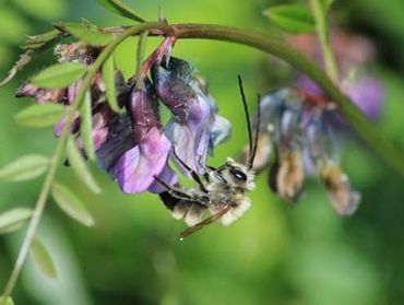 Abeilles, Syrphes et Papillons : Sauvons nos pollinisateurs Abeilles, Syrphes et Papillons : Sauvons nos pollinisateurs