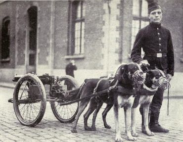 Le mâtin belge était utilisé pour tirer des mitrailleuses, notamment pendant la Première guerre mondiale Le mâtin belge était utilisé pour tirer des mitrailleuses, notamment pendant la Première guerre mondiale