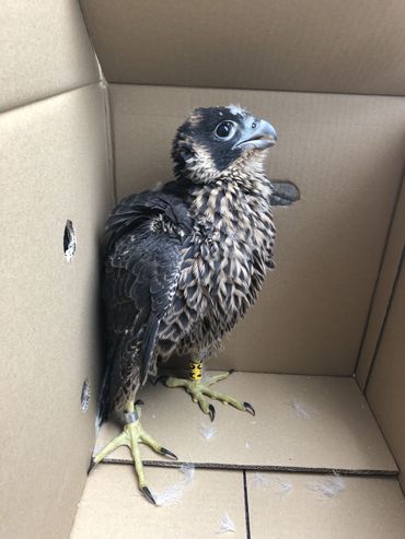 L'un des deux fauconneaux orphelins L'un des deux fauconneaux orphelins