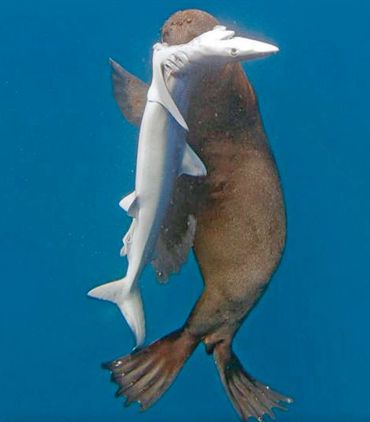 En Afrique du Sud, une otarie tue... cinq requins et s'en nourrit En Afrique du Sud, une otarie tue... cinq requins et s'en nourrit