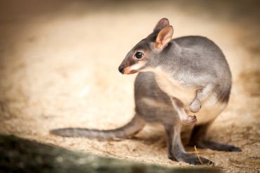 Les pademelons se distinguent des kangourous et autres wallabies par leur petite taille Les pademelons se distinguent des kangourous et autres wallabies par leur petite taille