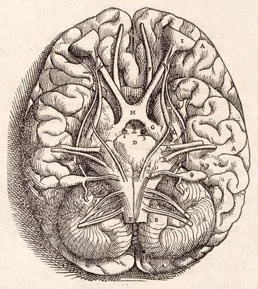 Gravure représentant le cerveau tel que décrit par Vésale Gravure représentant le cerveau tel que décrit par Vésale
