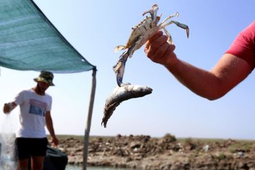 Le crabe bleu, redoutable prédateur et bête noire des pêcheurs albanais à la faveur du réchauffement climatique Le crabe bleu, redoutable prédateur et bête noire des pêcheurs albanais à la faveur du réchauffement climatique