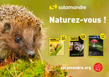 La nature racontée : Tout savoir sur les plumes avec La Salamandre ! La nature racontée : Tout savoir sur les plumes avec La Salamandre !