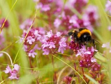 Abeilles, Syrphes et Papillons : Sauvons nos pollinisateurs Abeilles, Syrphes et Papillons : Sauvons nos pollinisateurs