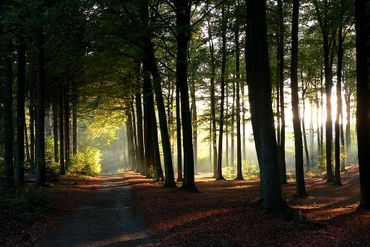Le Bois de Lauzelle Le Bois de Lauzelle