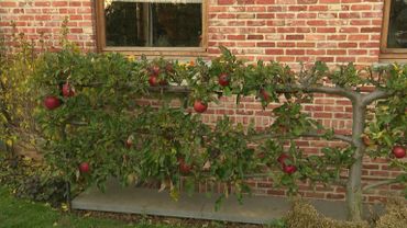 La pépinière d'Enghien spécialisée dans les fruitiers palissés La pépinière d'Enghien spécialisée dans les fruitiers palissés