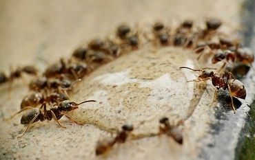 La biologie des tumeurs, Daily Science et la mouche soldat La biologie des tumeurs, Daily Science et la mouche soldat
