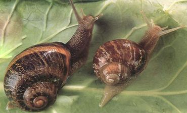 escargotiere.be escargotiere.be