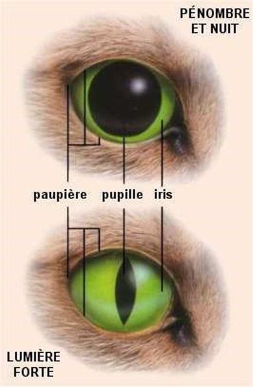 Des Chats Des Yeux Et Des Couleurs