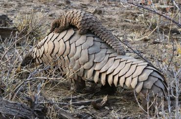 Une mère pangolin ne donne généralement naissance qu'à un seul petit. Celui-ci se déplace se déplace sur sons. Une mère pangolin ne donne généralement naissance qu'à un seul petit. Celui-ci se déplace se déplace sur sons.