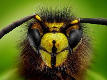 La nature racontée : Pas si nuisible que ça, la guêpe ! La nature racontée : Pas si nuisible que ça, la guêpe !
