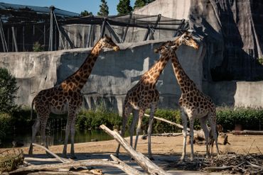 Girafes cherchant de l'ombre au zoo de Vincennes, à Paris, en cet épisode de canicule de ce mois d'août 2020 Girafes cherchant de l'ombre au zoo de Vincennes, à Paris, en cet épisode de canicule de ce mois d'août 2020