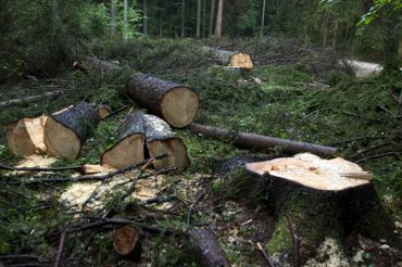 Humains ou insectes, qui menace réellement Bialowieza, dernière forêt primaire d'Europe? Humains ou insectes, qui menace réellement Bialowieza, dernière forêt primaire d'Europe?