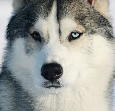 Les Différentes Races De Chiens De Traîneau