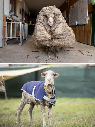 Australie : Baarack, un mouton sauvage, délesté de son pelage impressionnant de 35 kg Australie : Baarack, un mouton sauvage, délesté de son pelage impressionnant de 35 kg
