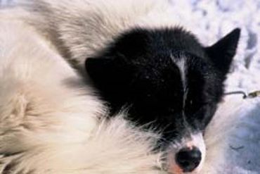 le chien esquimau version black&white le chien esquimau version black&white