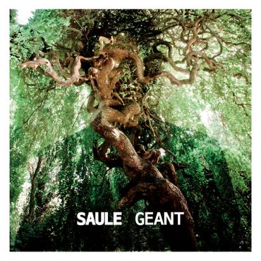 Saule - "Géant" Saule - "Géant"