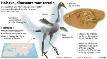 Entre vélociraptor, cygne et pingouin, découverte d'un dinosaure nageur "très très bizarre" Entre vélociraptor, cygne et pingouin, découverte d'un dinosaure nageur "très très bizarre"