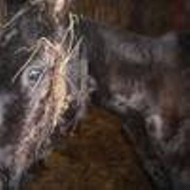 Septante chevaux négligés et des autorités locales désemparées à Aywaille Septante chevaux négligés et des autorités locales désemparées à Aywaille