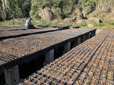 Des pépinières, comme ici celle du DNF, sélectionnent et préparent les plants d'arbres qui seront repiqués en forêt Des pépinières, comme ici celle du DNF, sélectionnent et préparent les plants d'arbres qui seront repiqués en forêt