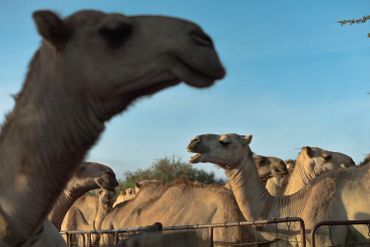 Le Mers-CoV, prochain Coronavirus transmis à l'homme ? Les dromadaires du Kenya sous haute surveillance Le Mers-CoV, prochain Coronavirus transmis à l'homme ? Les dromadaires du Kenya sous haute surveillance