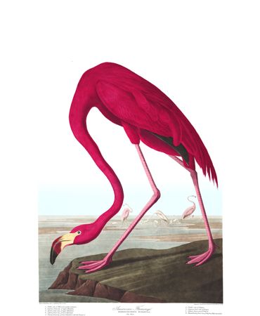 Sur les ailes du monde, Audubon Sur les ailes du monde, Audubon