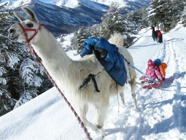 Lama luge à Névaches
©all rights reserved Lama luge à Névaches
©all rights reserved