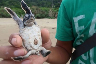 Des petites tortues s'élancent vers la liberté sur une plage d'Indonésie. Des petites tortues s'élancent vers la liberté sur une plage d'Indonésie.