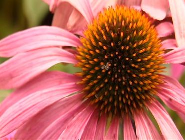 Echinacea purpurea Echinacea purpurea