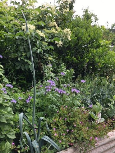 Comment accueillir la vie sauvage au jardin via des aménagements spécifiques ? Comment accueillir la vie sauvage au jardin via des aménagements spécifiques ?